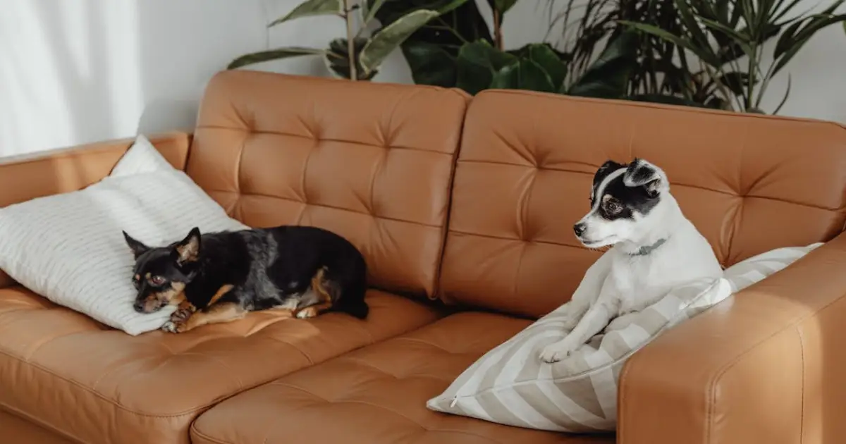 Person blotting pet urine stain on carpet with absorbent cloth